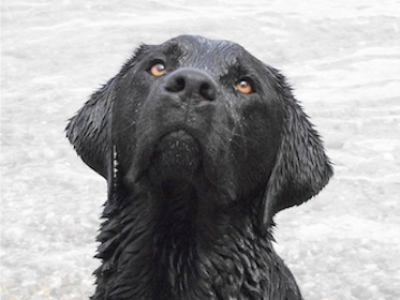 Hund im Wasser